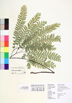 primary herbarium image