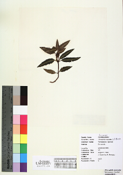primary herbarium image