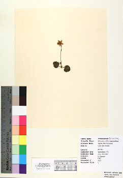 primary herbarium image