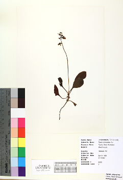 primary herbarium image