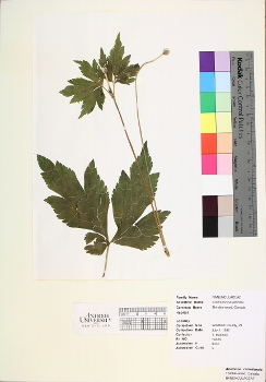 primary herbarium image