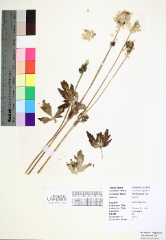 primary herbarium image