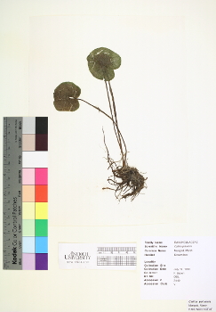 primary herbarium image