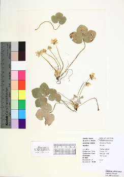 primary herbarium image