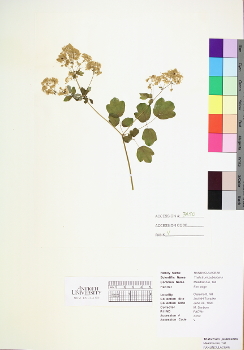 primary herbarium image
