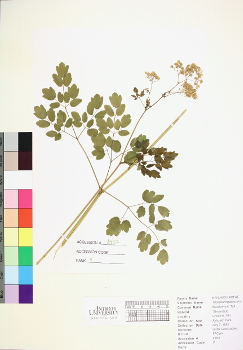 primary herbarium image