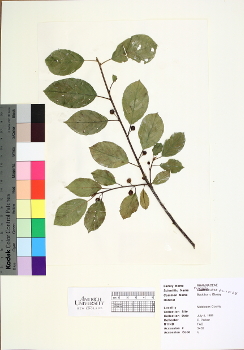primary herbarium image