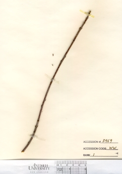 primary herbarium image