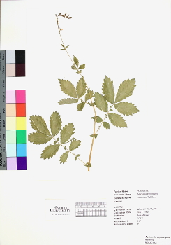 primary herbarium image