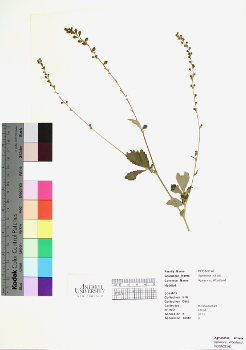 primary herbarium image