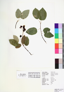 primary herbarium image
