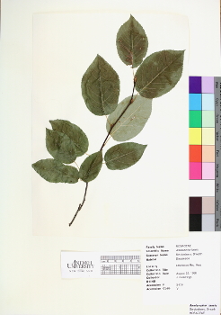 primary herbarium image
