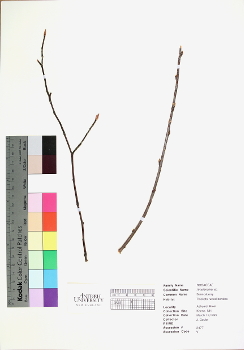 primary herbarium image