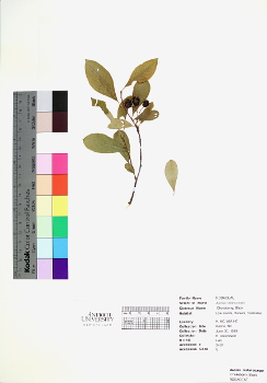 primary herbarium image