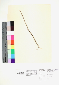 primary herbarium image