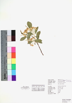 primary herbarium image