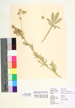 primary herbarium image