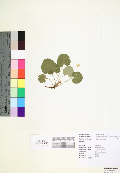 primary herbarium image