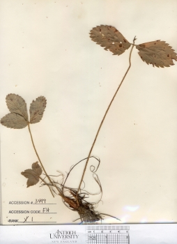 primary herbarium image