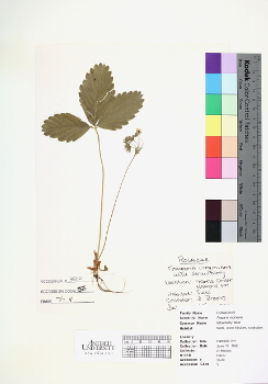 primary herbarium image