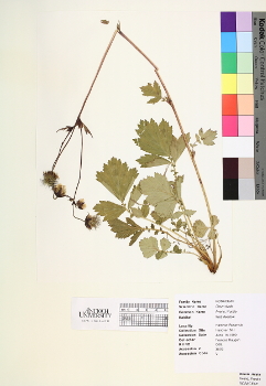 primary herbarium image