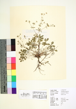 primary herbarium image