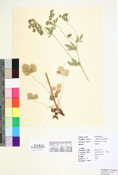 primary herbarium image