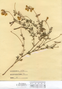 primary herbarium image