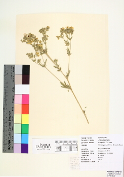 primary herbarium image