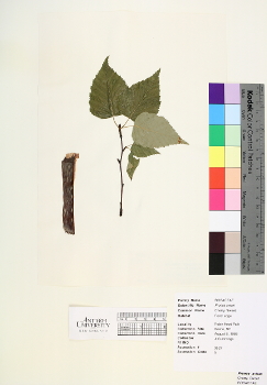 primary herbarium image