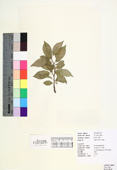 primary herbarium image