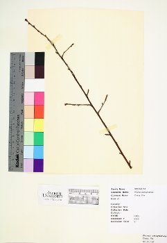 primary herbarium image