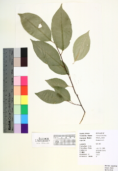 primary herbarium image