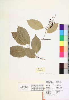primary herbarium image
