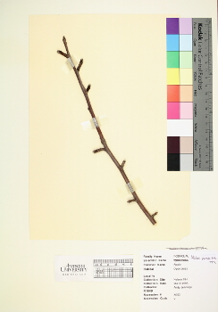 primary herbarium image