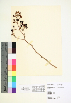 primary herbarium image