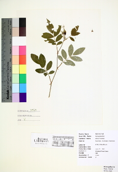 primary herbarium image
