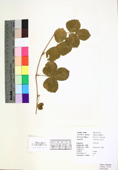 primary herbarium image