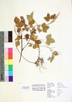 primary herbarium image
