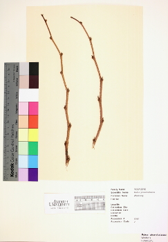 primary herbarium image