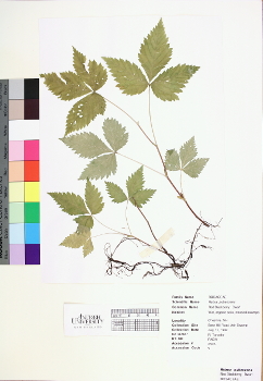 primary herbarium image