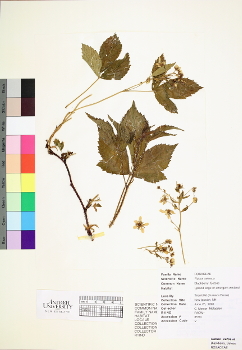primary herbarium image