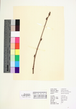 primary herbarium image