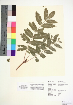 primary herbarium image