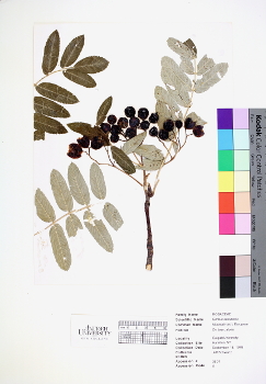 primary herbarium image
