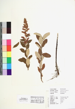 primary herbarium image
