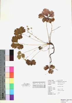 primary herbarium image