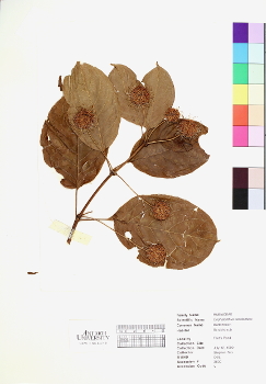 primary herbarium image