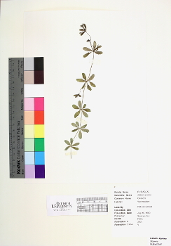 primary herbarium image