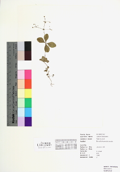 primary herbarium image
